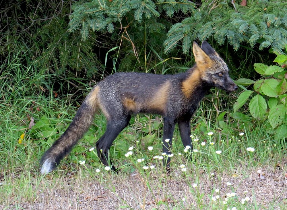 white-lake-fox