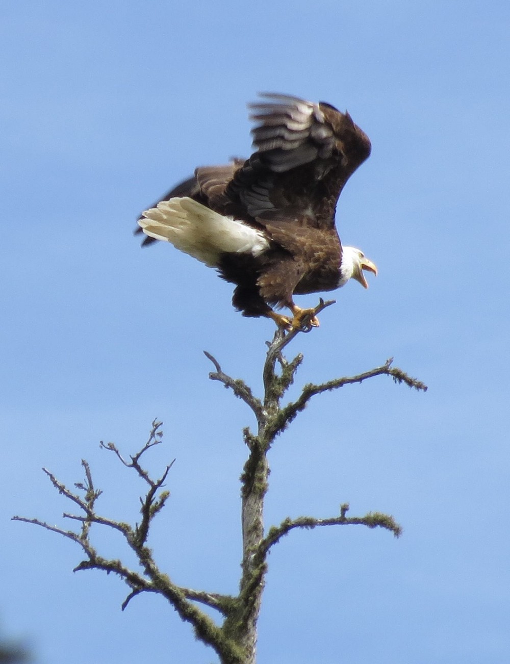 bald-eagle