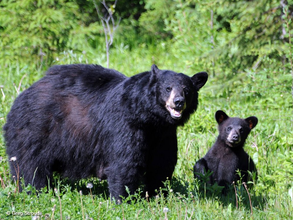 bear-and-cub