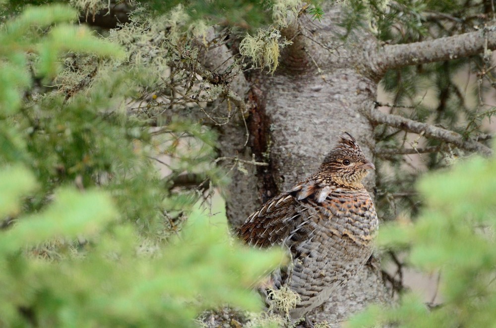 grouse