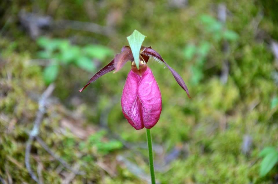 lady-slipper-2