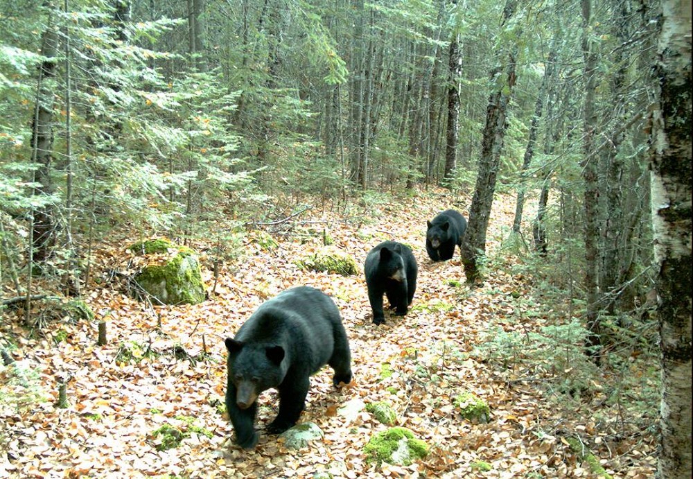 pukaskwa-wildlife-1