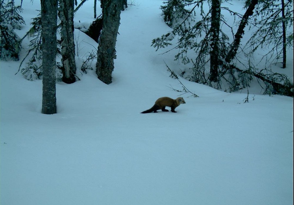 pukaskwa-wildlife-2