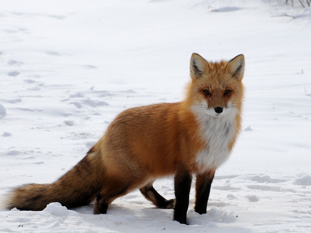 pukaskwa-wildlife-3