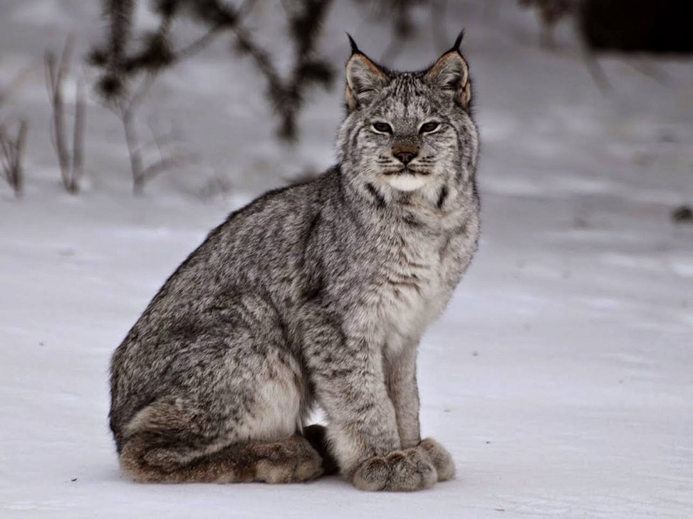 pukaskwa-wildlife-lynx