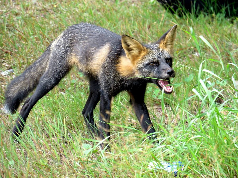 white-lake-fox-2