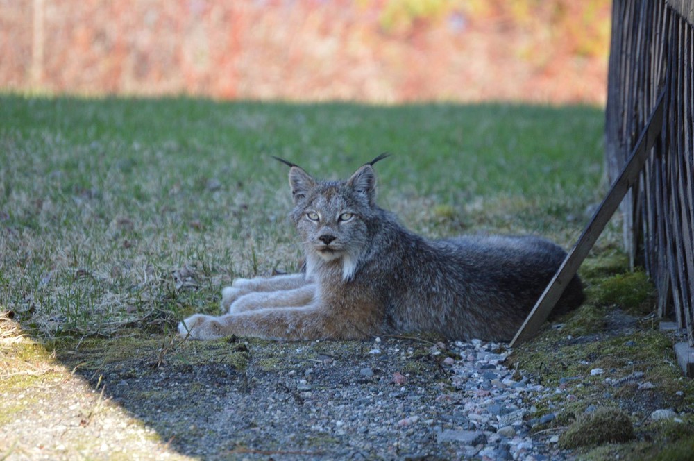 white-lake-lynx