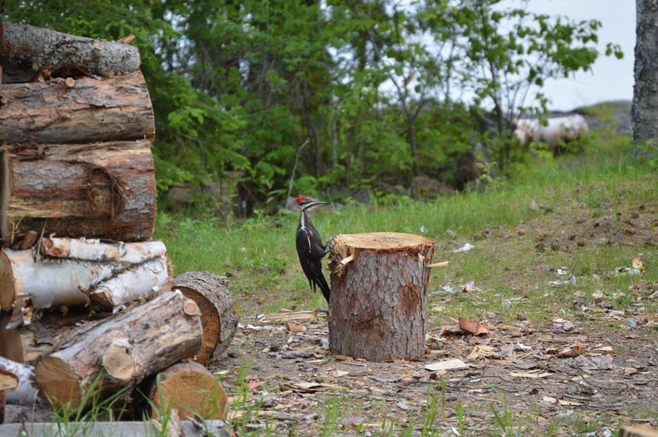 white-lake-wildlife-2