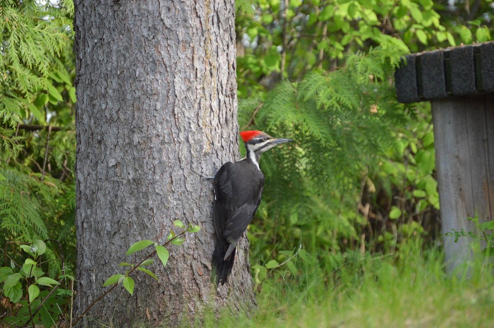 white-lake-wildlife-3