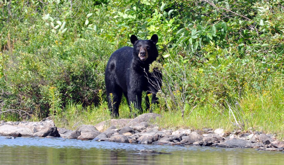 white-lake-wildlife-6