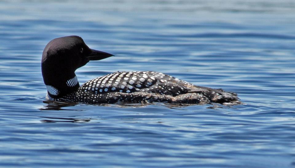 white-lake-wildlife-7