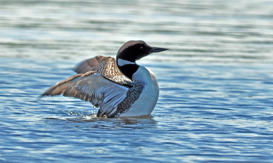 white-lake-wildlife-8