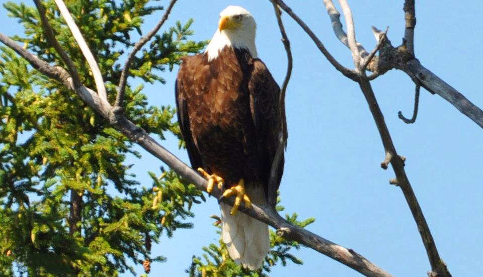 white-lake-wildlife-9