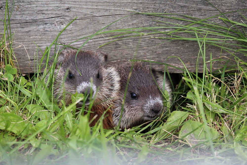 white-lake-wildlife